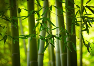 Photo of a bamboo Forest