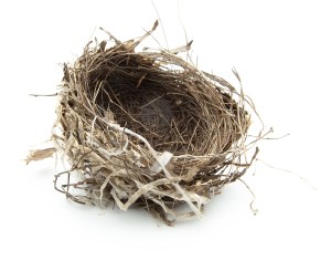 Picture of an empty bird's nest